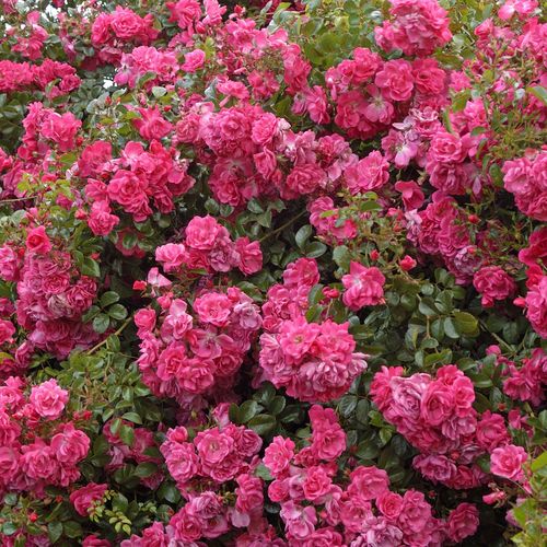 Roz puternic - Trandafir copac cu trunchi înalt - cu flori simpli - coroană curgătoare